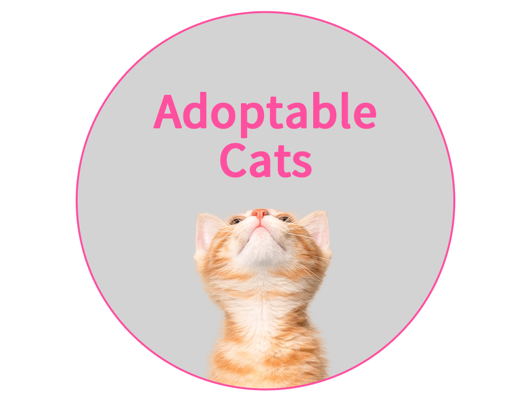 Meet Our Adoptable Cats!