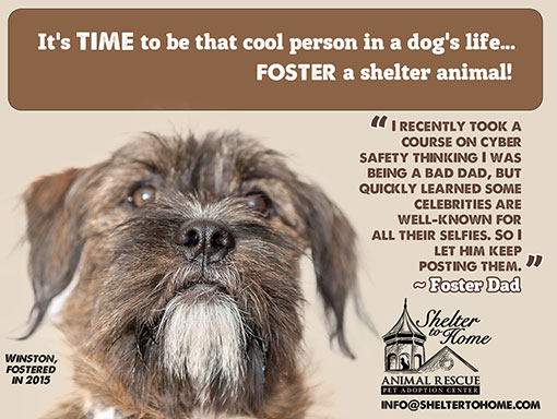 Foster | Shelter to Home